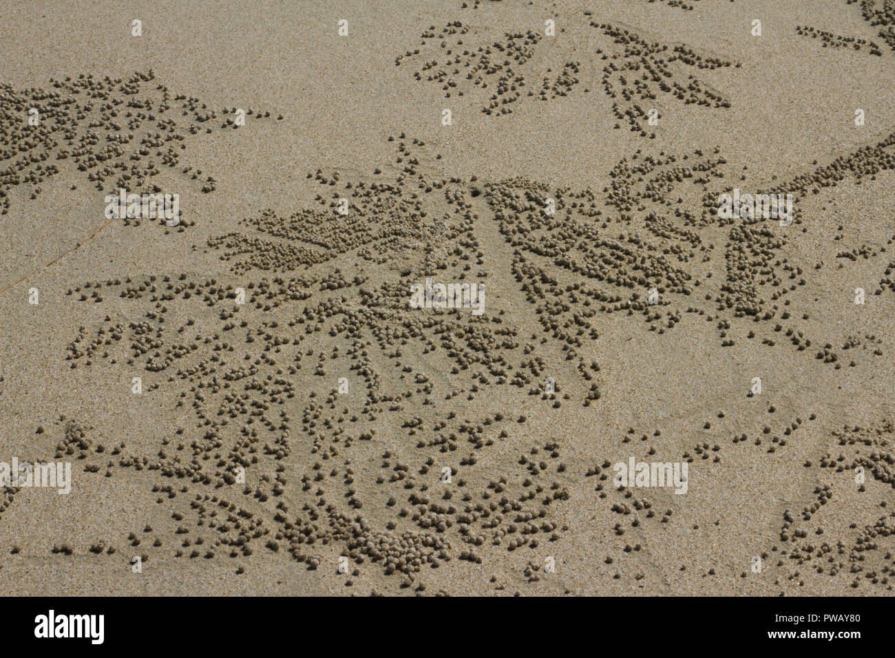 Molte piccole pietre sulla sabbia della spiaggia di marcature di granchio Foto Stock