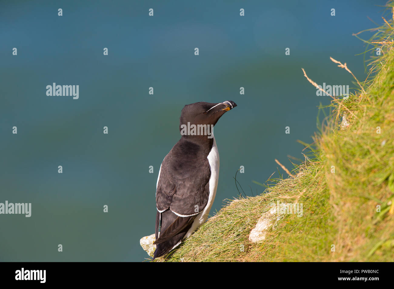 Dettaglio primo piano del selvaggio Regno Unito razorbbill Seabird (Alca torda) arroccato isolato sul bordo della scogliera, sfondo blu del mare, sotto il sole estivo. Uccelli marini del Regno Unito. Foto Stock