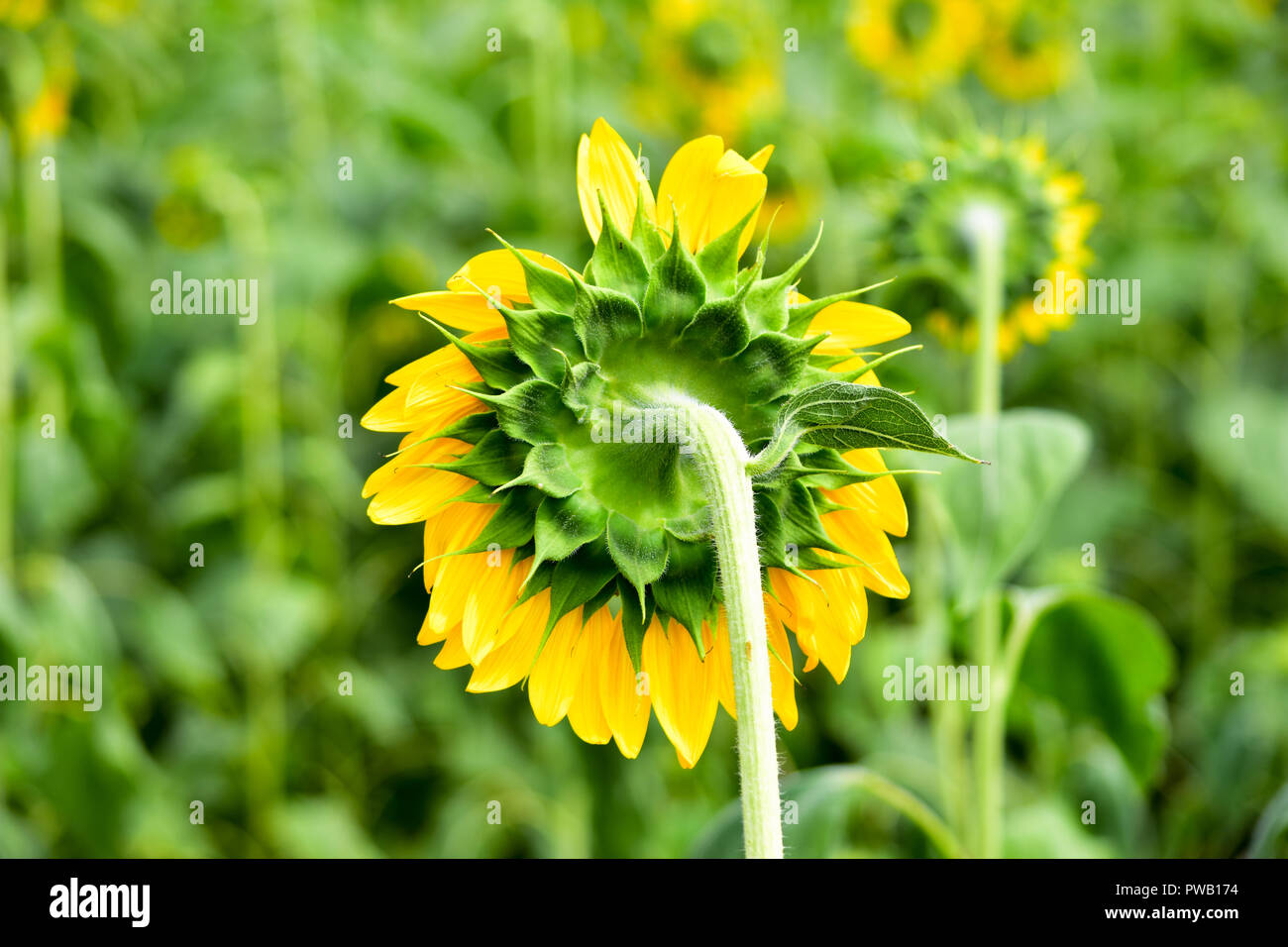 Il gigante americano di semi di girasole Foto Stock