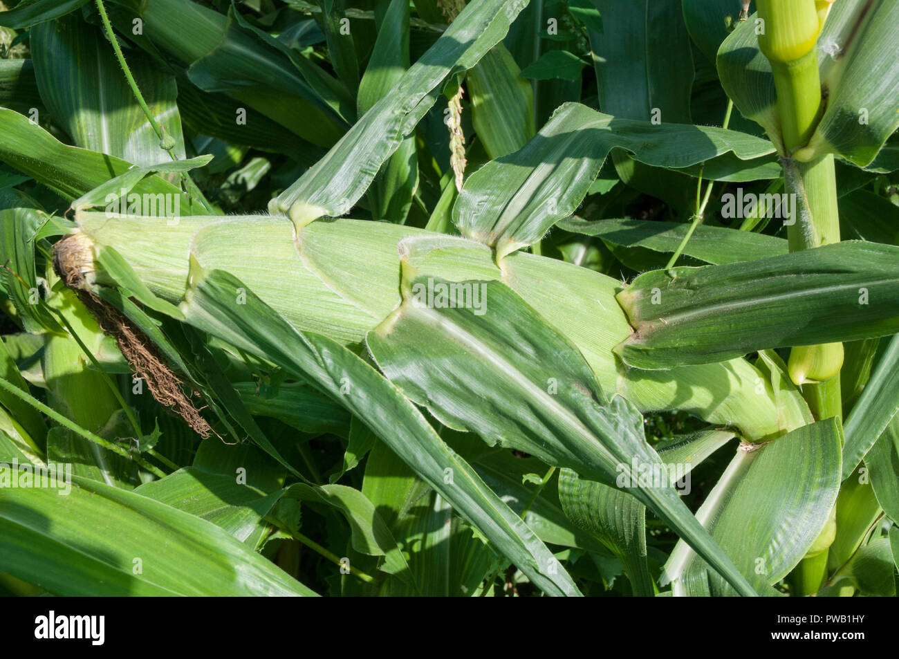 I tutoli di mais pronto per il prelievo Foto Stock