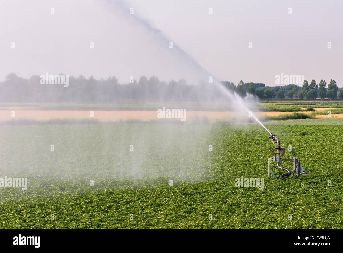 Un irroratore è terreni agricoli di irrigazione nei Paesi Bassi durante un periodo di estrema siccità dell'estate 2018. Foto Stock