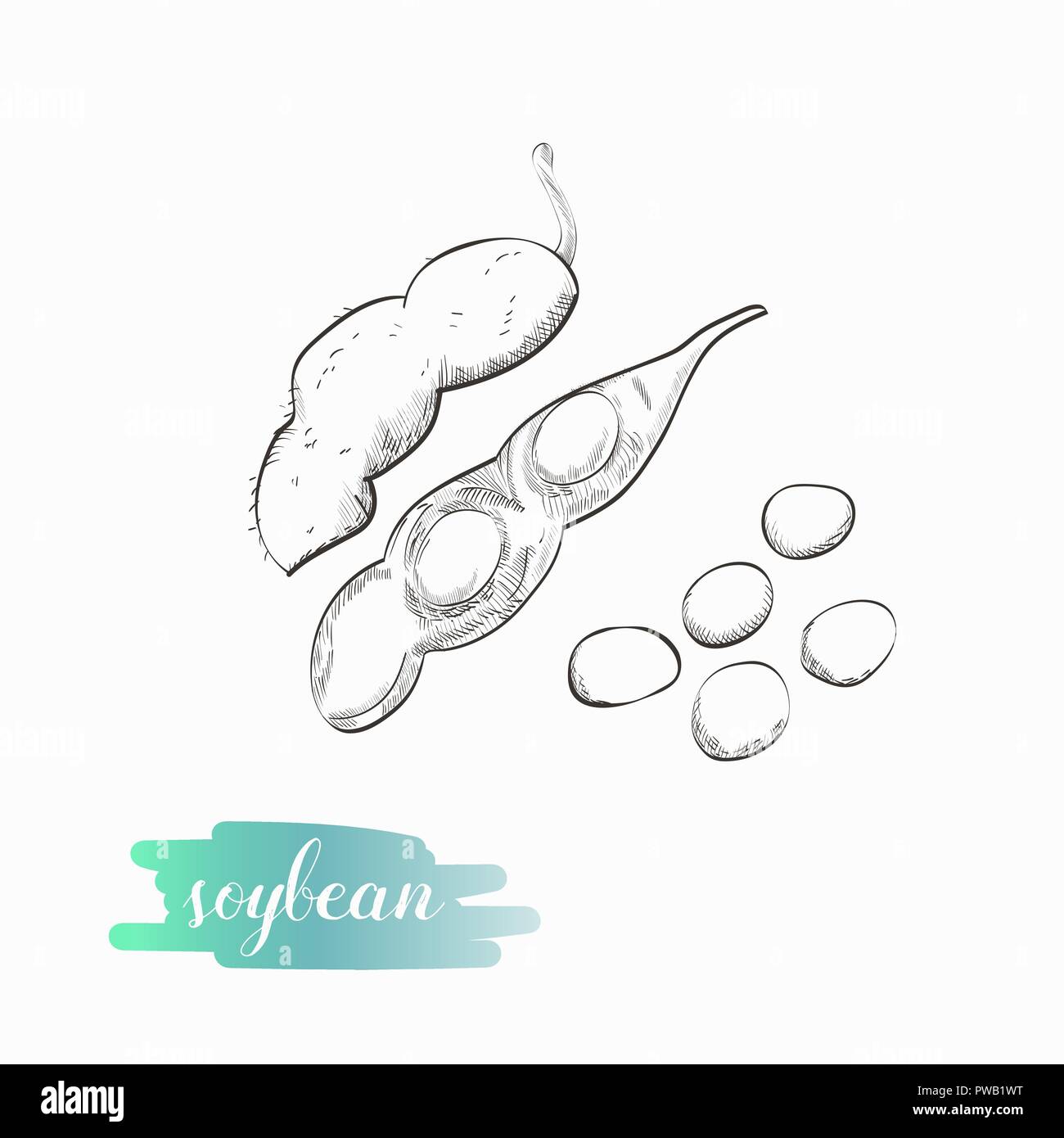 Pod di soia schizzo illustrazione vettoriale. Semi di soia disegnati a mano illustrazione isolati su sfondo bianco. Illustrazione Vettoriale