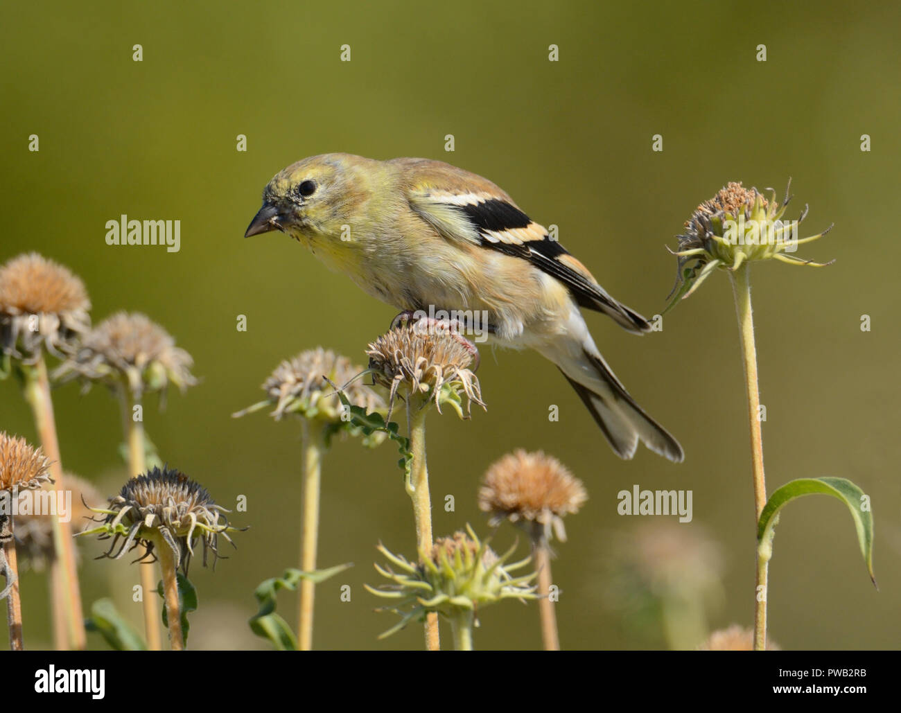 American cardellino o Spinus tristis arroccato su secchi fiori autunnali di mangiare ultimo semi di stagione Foto Stock