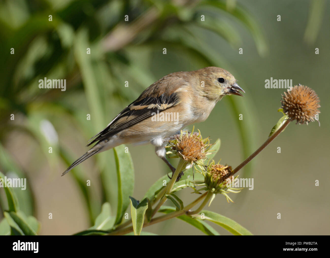 American cardellino o Spinus tristis arroccato su secchi fiori autunnali di mangiare ultimo semi di stagione Foto Stock