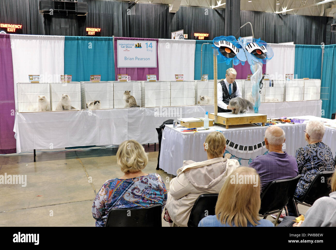 Cleveland, Ohio, Stati Uniti d'America, 14 ott 2018. Un giudice ispeziona un provviste di pedigree gatto persiano in uno degli anelli di giudizio durante il 2018 CFA International Cat Show al IX centro di Cleveland, Ohio, USA. Credito: Mark Kanning/Alamy Live News. Foto Stock