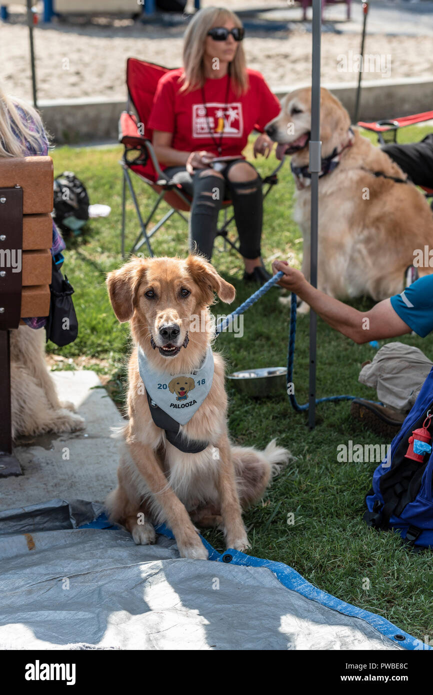 Huntington Beach, Stati Uniti d'America. Xiv oct, 2018. Huntington Beach, CA. Centinaia di Golden Retrievers a raccogliere l'Huntington Central Park per la seconda edizione di Goldie Palooza evento, beneficiando di salvataggio nella zona di Los Angeles e Puerto Rico domenica 14 ottobre, 2018. Credito: Benjamin Ginsberg/Alamy Live News Foto Stock