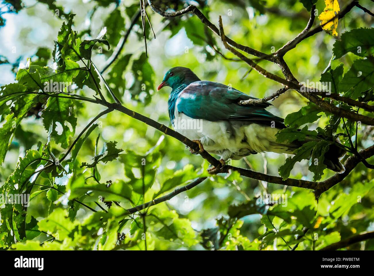 Termica Waimangu Valley, Nuova Zelanda. 15 ottobre, 2018. La fotografia non datata fornito da Turismo in Nuova Zelanda mostra una frutta Maori Colomba (Nuova Zelanda frutta Colomba, Kereru, Hemiphaga novaeseelandiae) seduto in una struttura ad albero. I maori piccione di frutta è l'uccello dell'anno 2018 in Nuova Zelanda. Credito: Cinzia Jonathan/Turismo della Nuova Zelanda/dpa - Achtung: Nur zur redaktionellen Verwendung im Zusammenhang mit der aktuellen Berichterstattung und nur mit vollständiger Nennung des vorstehenden Crediti/dpa/Alamy Live News Foto Stock