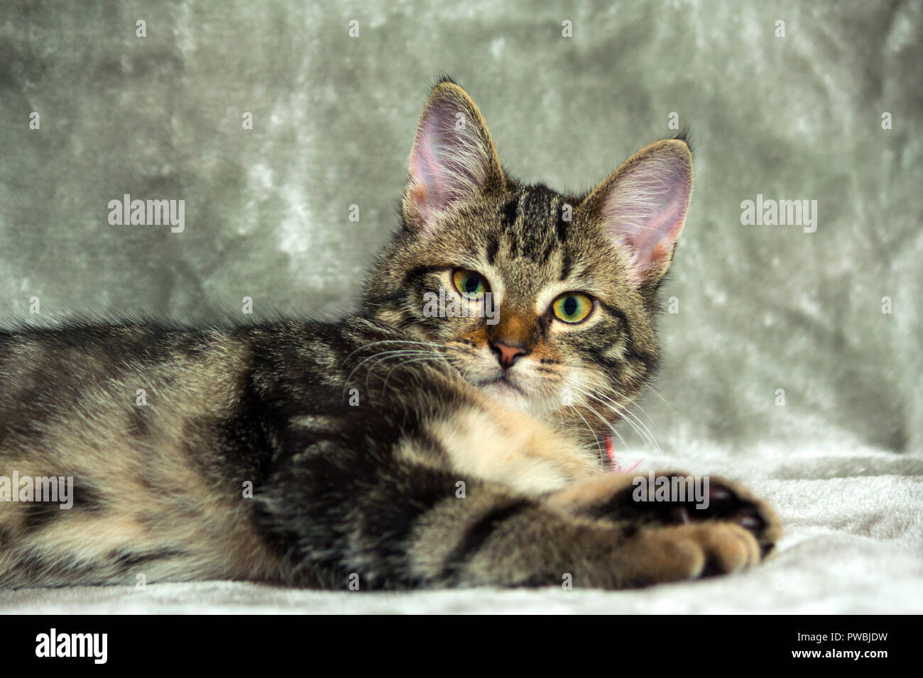 Unbreed gattino sdraiato su un tappeto grigio, guardando la telecamera, sullo sfondo di una luce di colore grigio, animale metà sdraiato, ritratto in guardando dritto, Foto Stock