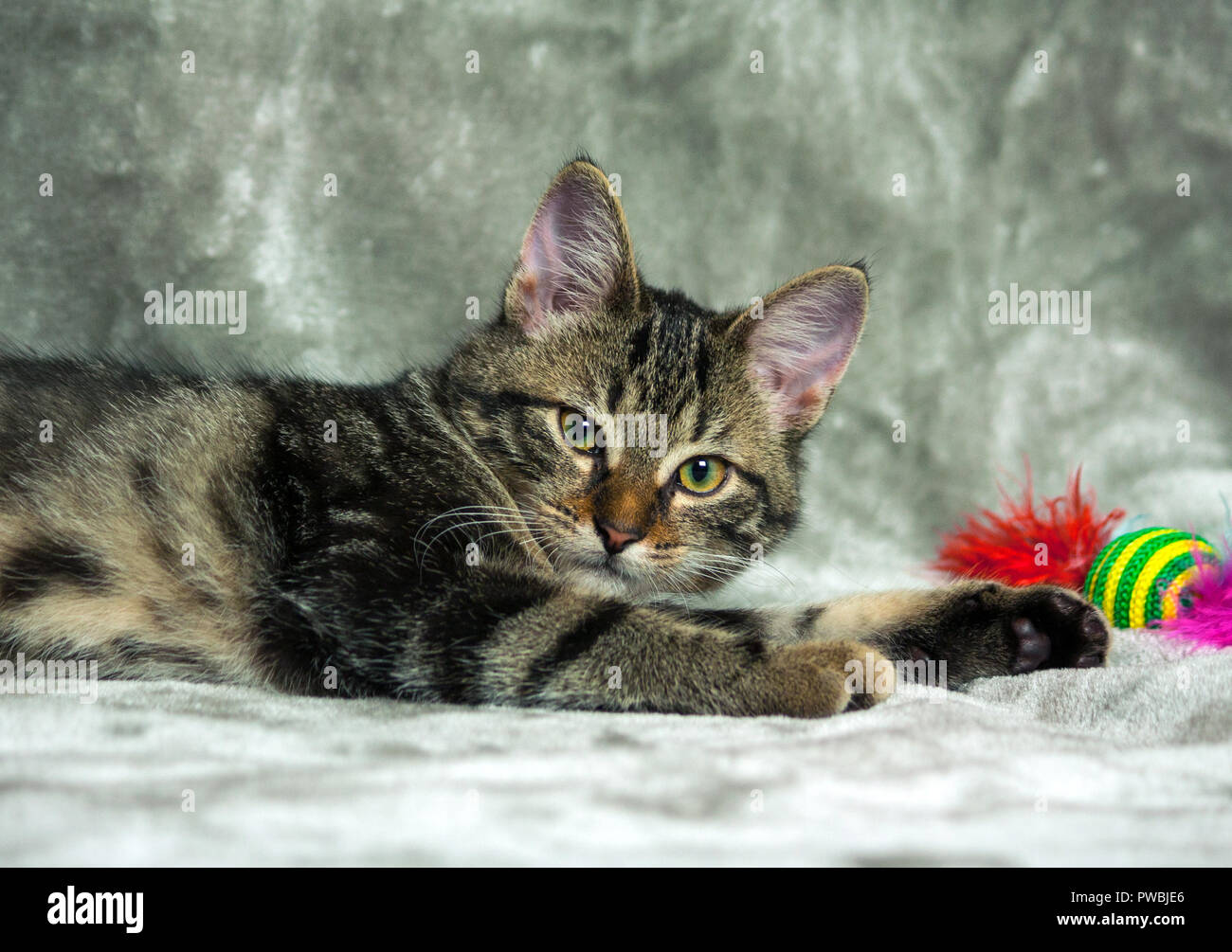 Cucciolo di razza giacente su un livello di grigio plaid, guardando la telecamera, accanto ad esso è un luminoso giocattolo con piume rosa, in background è una luce di colore grigio, Foto Stock