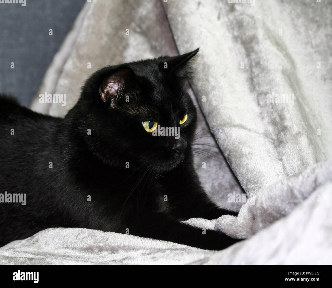 Nero unbred Gatto sdraiato su un tappeto grigio, guardando al lato, sullo sfondo di colore grigio chiaro e tonalità di blu, animale metà-sdraiato, ritratto di profilo, Foto Stock