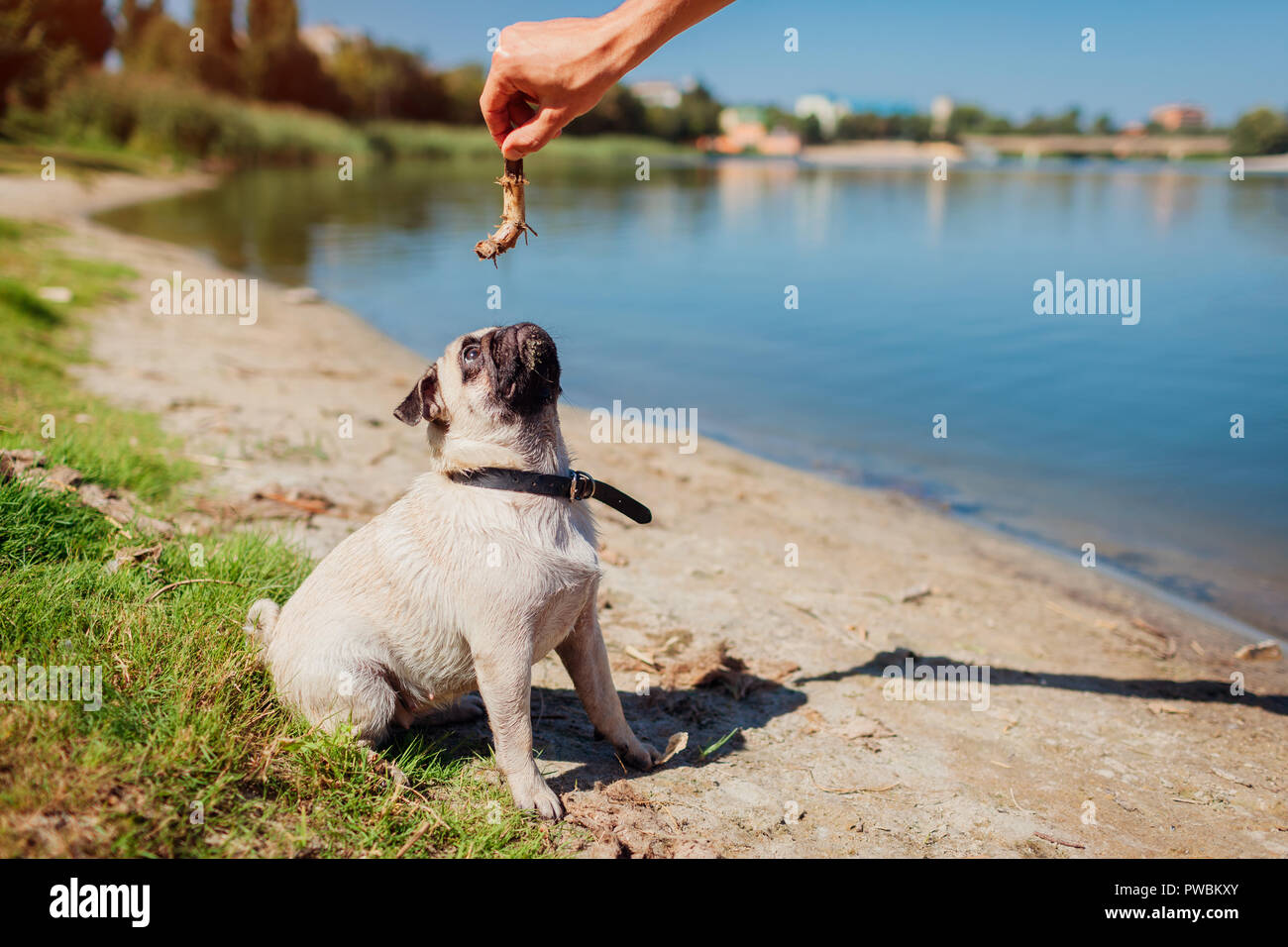 Pug cane in attesa del comando per la cattura di bastone di padrone la mano dal fiume. Felice di formazione cucciolo all'aperto, giocando con master Foto Stock