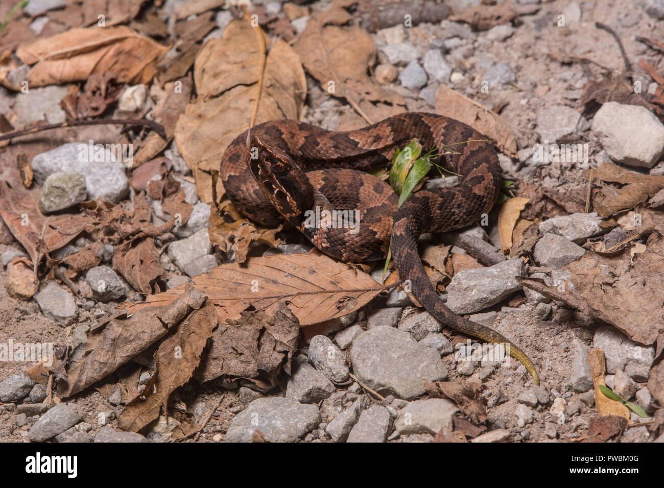 Un teenager Western Cottonmouth (Agkistrodon piscivorous leucostoma) trovato attraversando la strada di serpente in Union County, Illinois, Stati Uniti d'America. Foto Stock