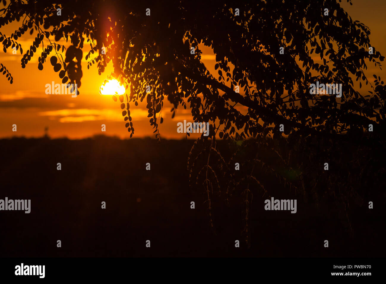 Fine di un safari-giorno, tramonto dietro albero in Africa Foto Stock