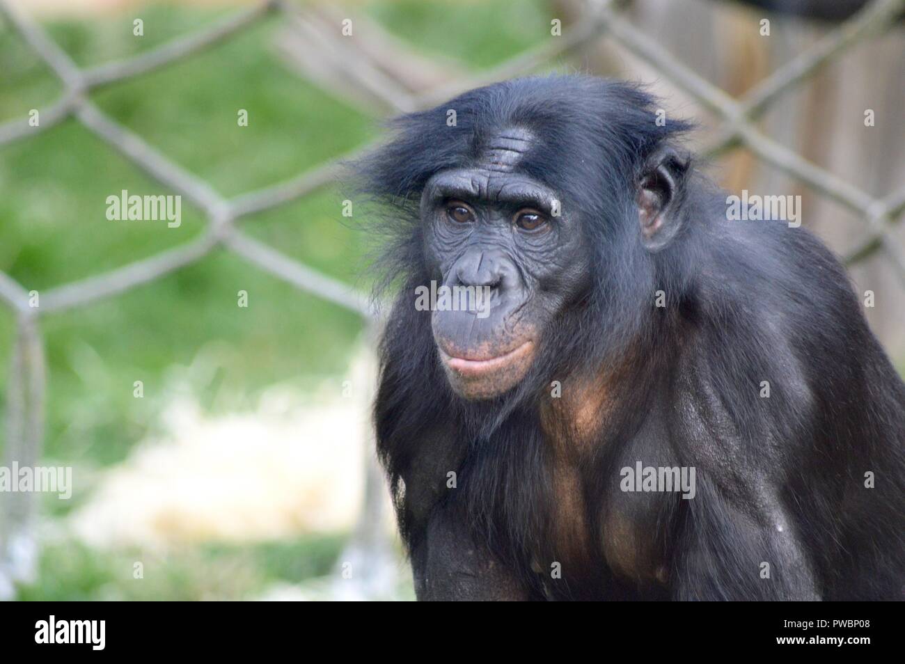 Bonobos, nostri più stretti parenti viventi Foto Stock