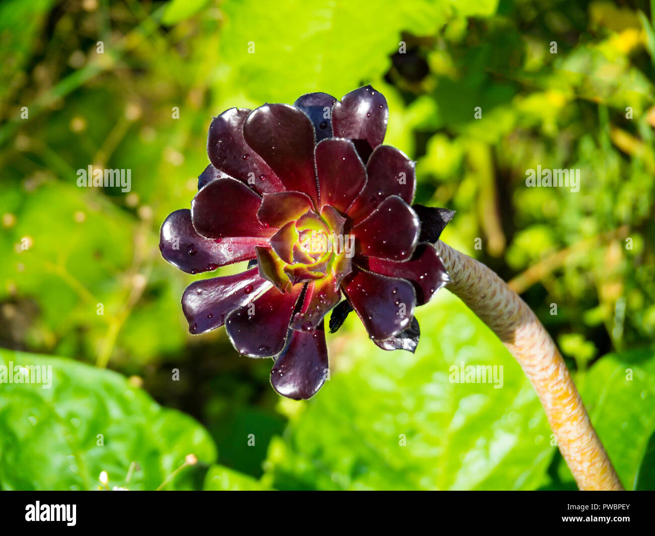 Un unico fiore della succulenta perenne pianta di giardino Aconium Zwartkop in un giardino formale nel sud della Scozia Foto Stock