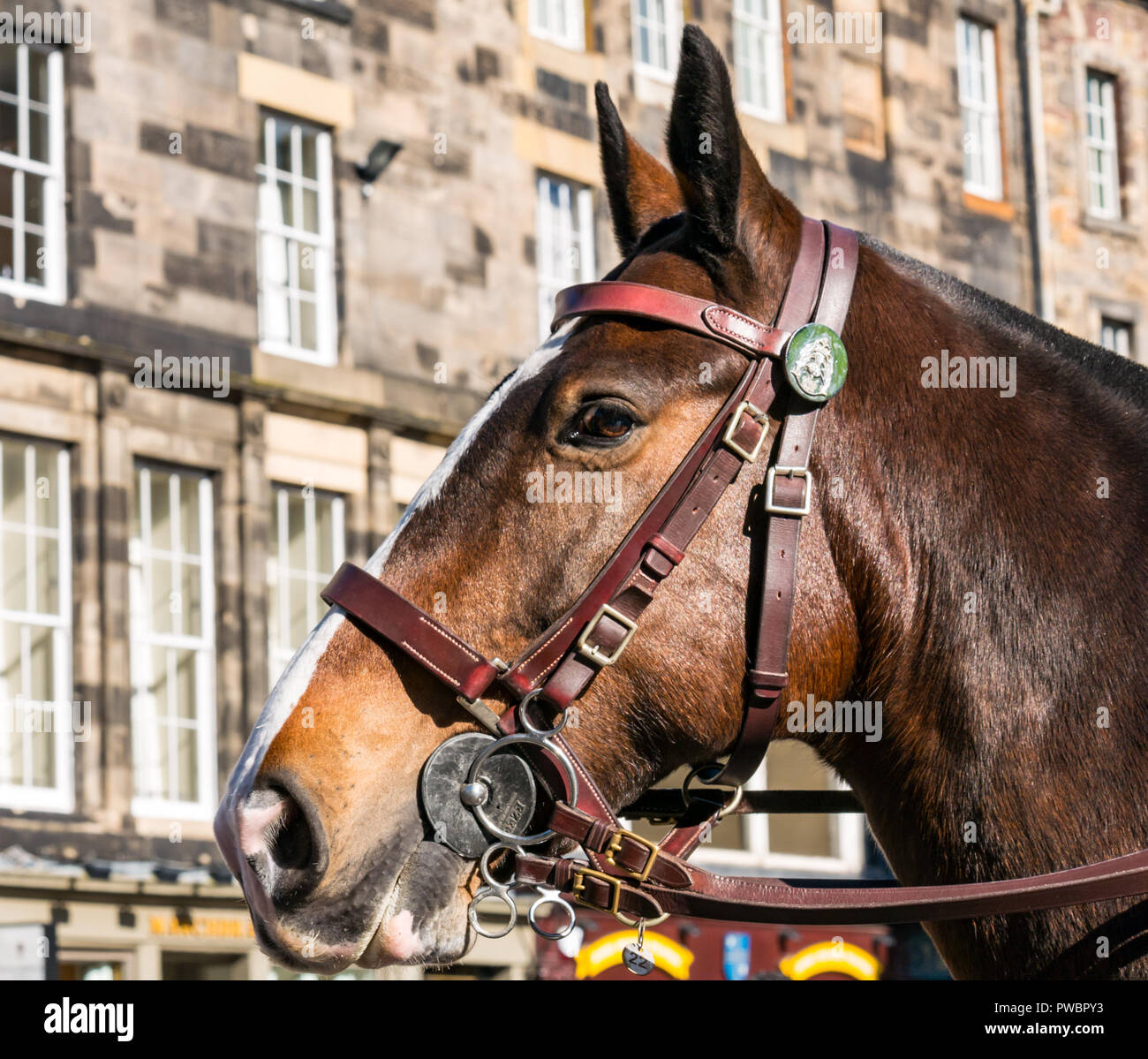 Close up della polizia testa di cavallo nella luce del sole, Royal Mile di Edimburgo, Scozia, Regno Unito Foto Stock