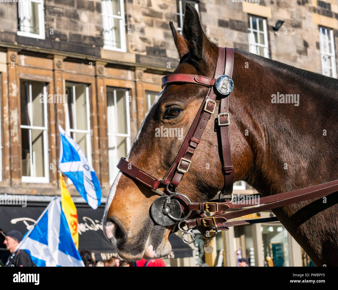 Close up della polizia a cavallo e indipendenza scozzese Tutti sotto uno striscione AUOB marzo 2018, Royal Mile di Edimburgo, Scozia, Regno Unito Foto Stock