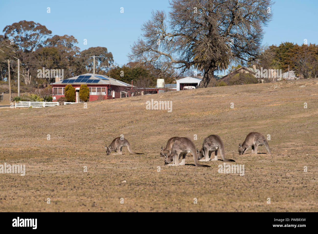 Canguri alimentazione su colpite dalla siccità atterrare vicino alla città di collina fine nel Centro Occidentale del Nuovo Galles del Sud, Australia Foto Stock