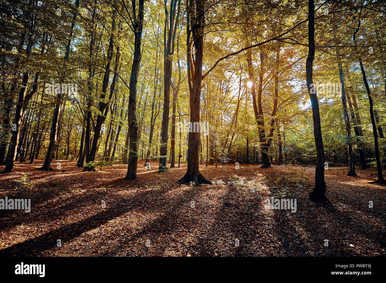 Scenic forest view con ombre profonde di sunrise. Foto Stock