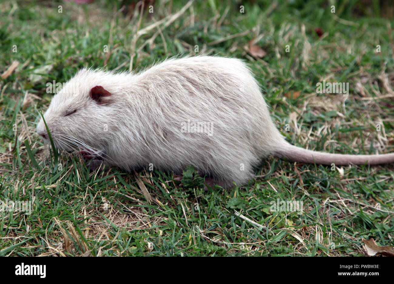 Ratto d'acqua nei motivi del Petit Trianon di Versailles Foto Stock