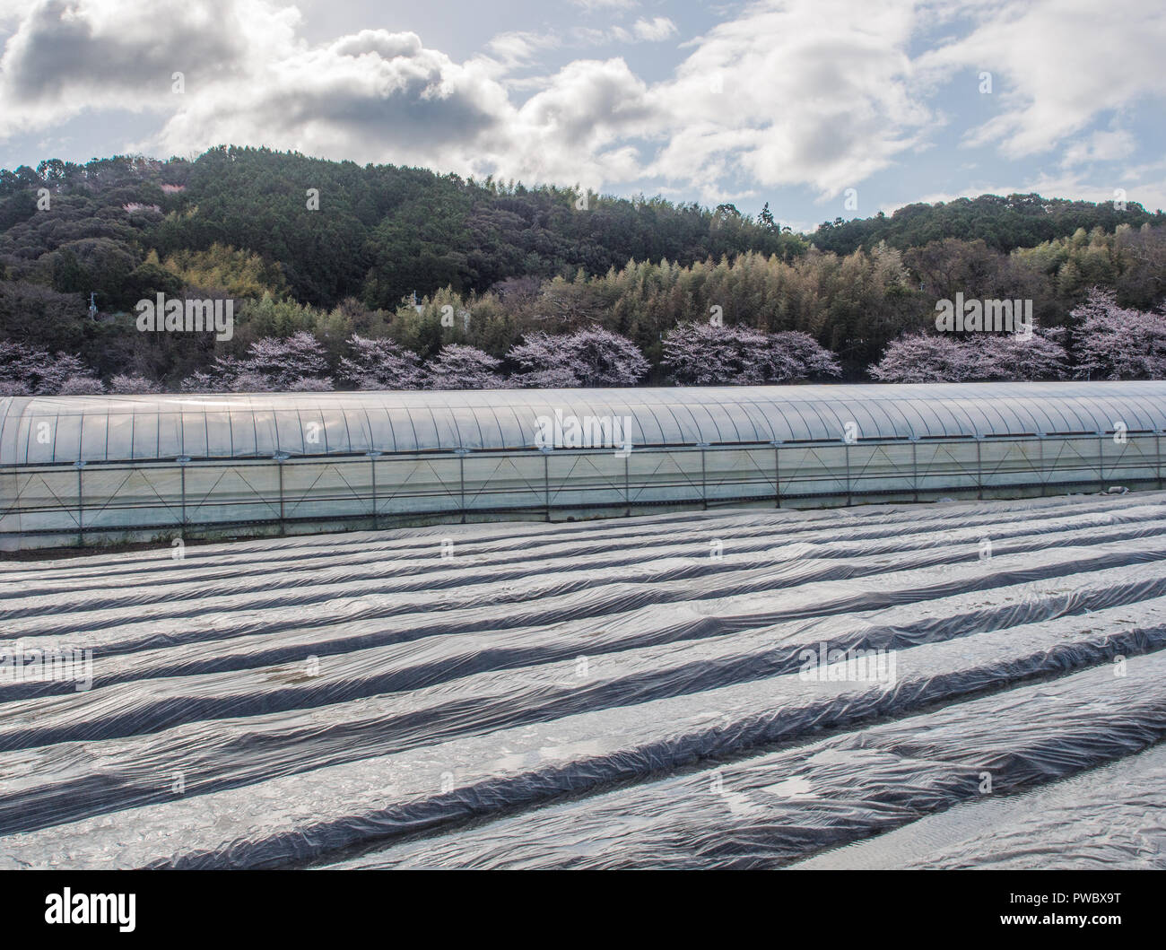 Hanami, sakura ciliegio in fiore, agricoltura industriale, landscaape rurale, vista da henro no Michi sentiero del pellegrino, Shikoku 88 tempio pellegrinaggio, Koch Foto Stock