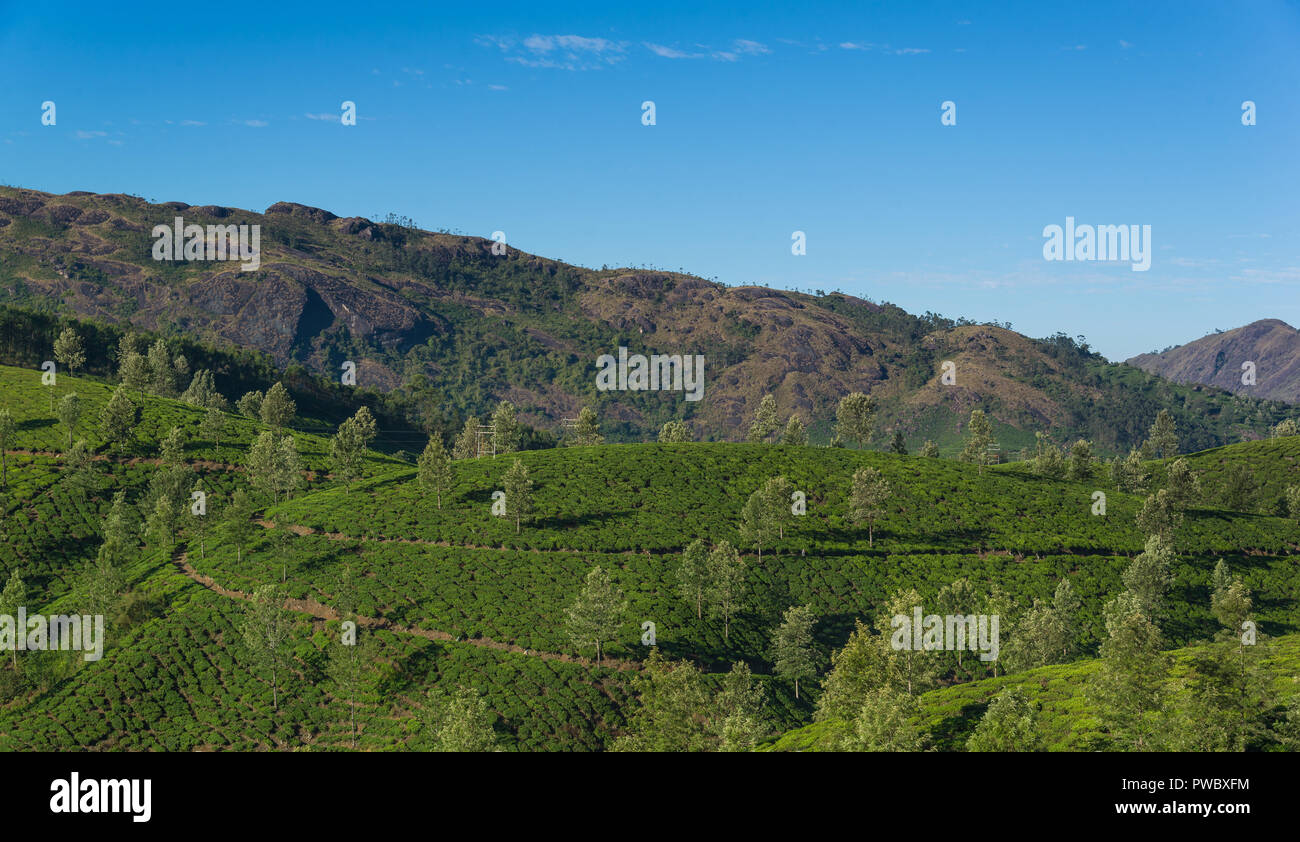 Le piantagioni di tè sulle colline Foto Stock