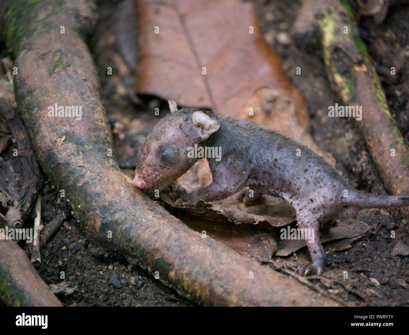 Neonato cieco di opossum sulla foresta pluviale tropicale piano Foto Stock