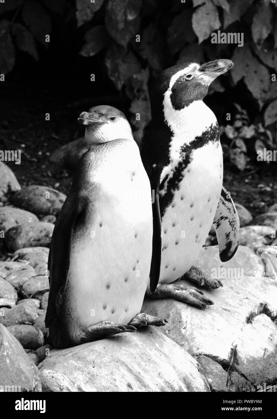 Pinguini su una roccia Foto Stock