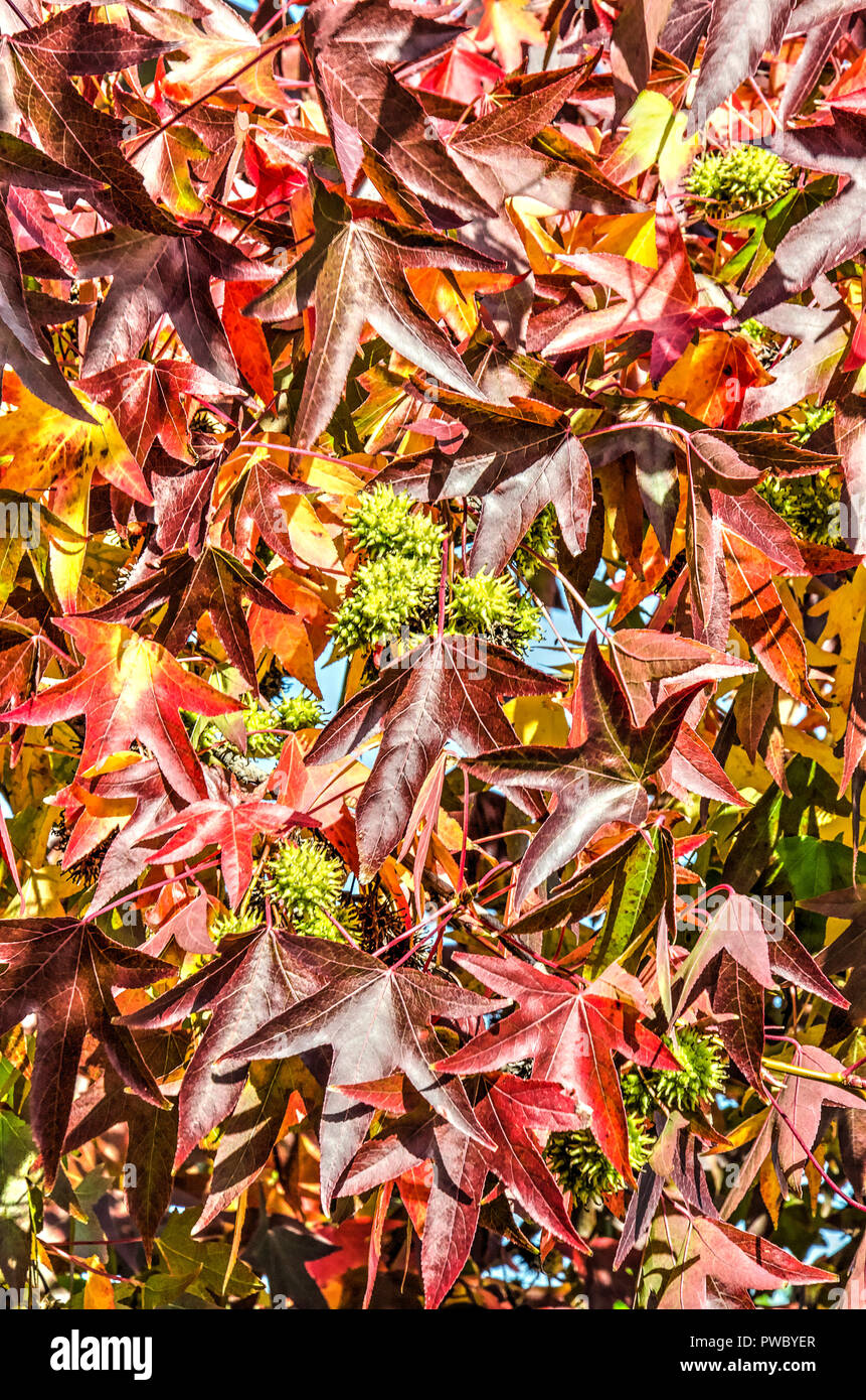 Foglie di albero di gomma dolce in autunno Foto Stock