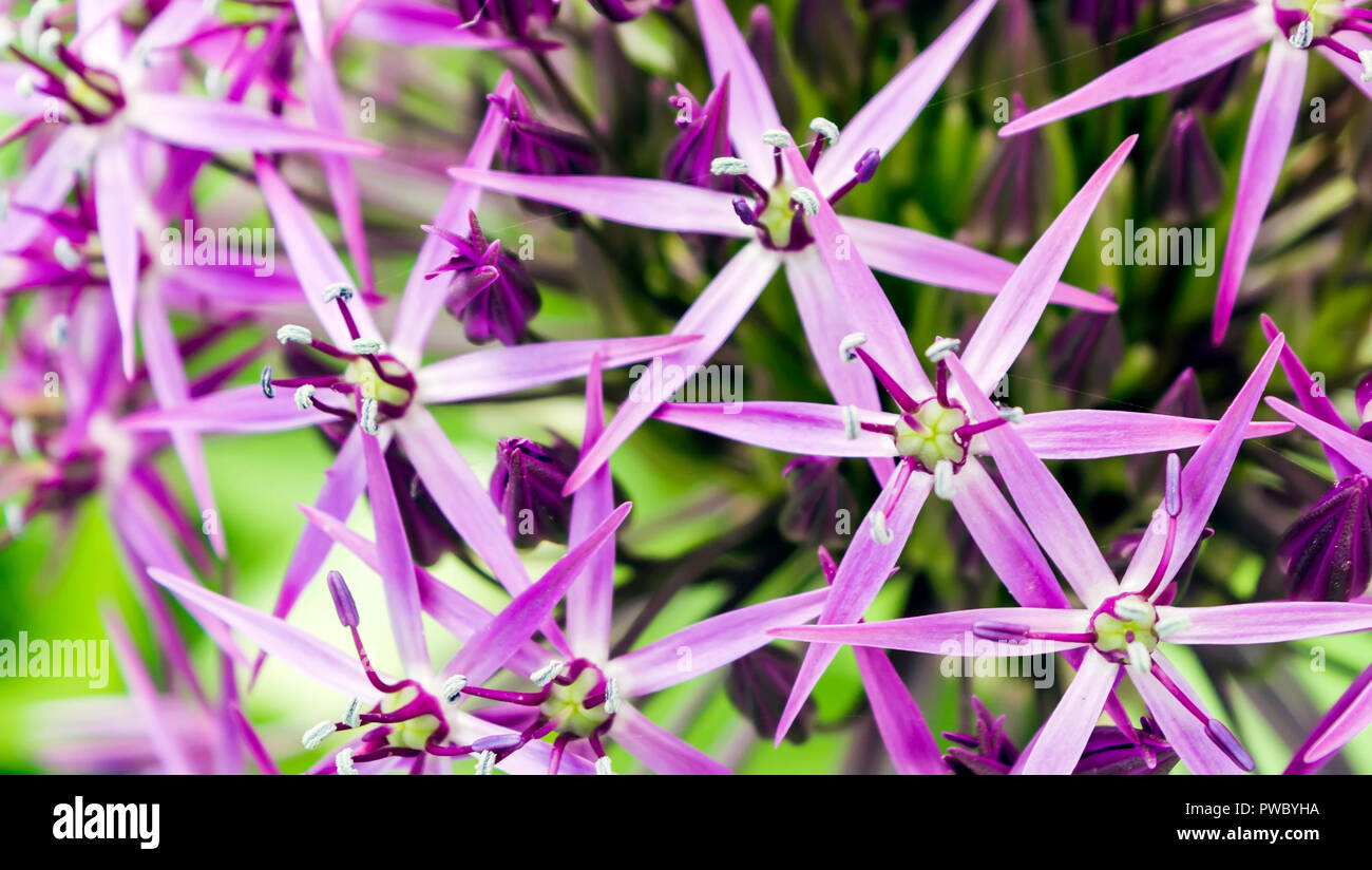 La sfera viola fiore chiamato Allium cristophii, persiano cipolla o la stella di Persia. Si tratta di una specie di cipolla anche se coltivate come pianta ornamentale Foto Stock
