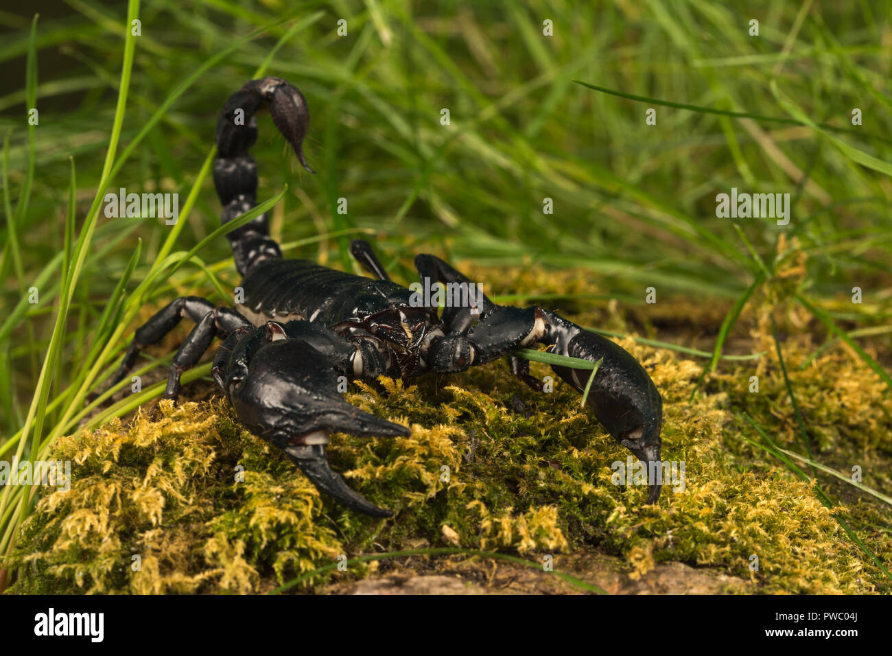 L'imperatore scorpion (Pandinus imperator), una specie di scorpione nativo di foreste pluviali e savane in Africa occidentale Foto Stock