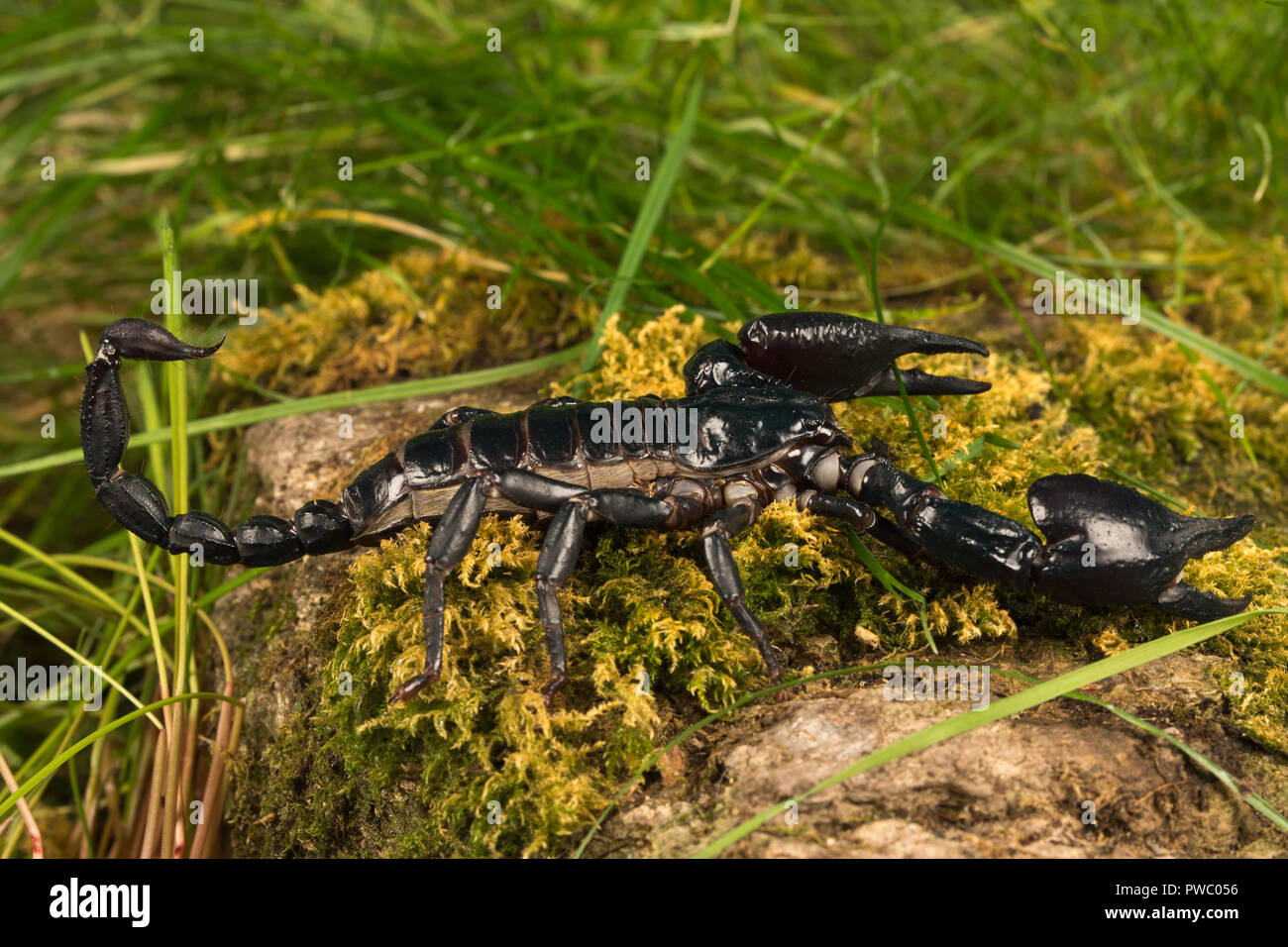 L'imperatore scorpion (Pandinus imperator), una specie di scorpione nativo di foreste pluviali e savane in Africa occidentale Foto Stock