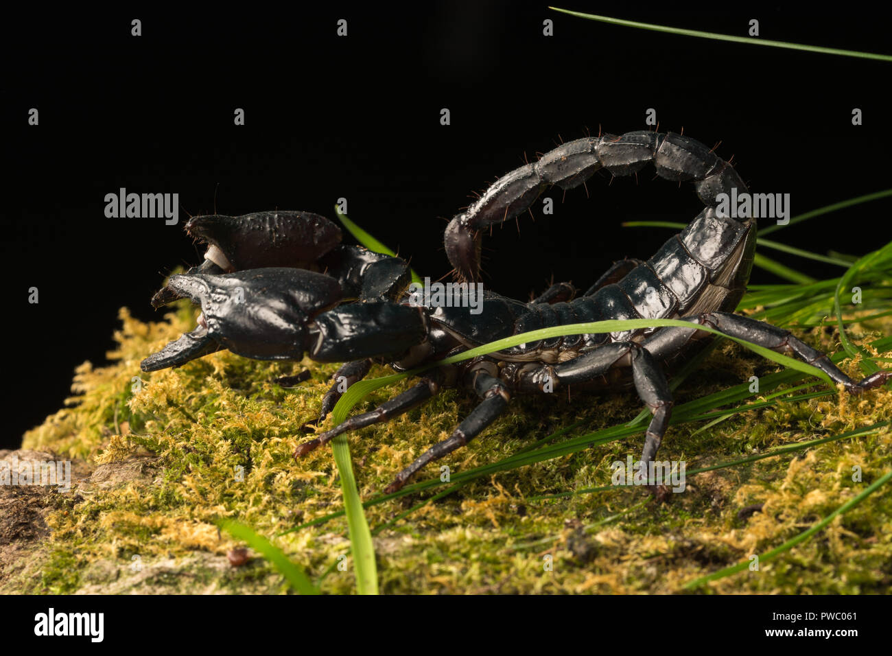 L'imperatore scorpion (Pandinus imperator), una specie di scorpione nativo di foreste pluviali e savane in Africa occidentale Foto Stock