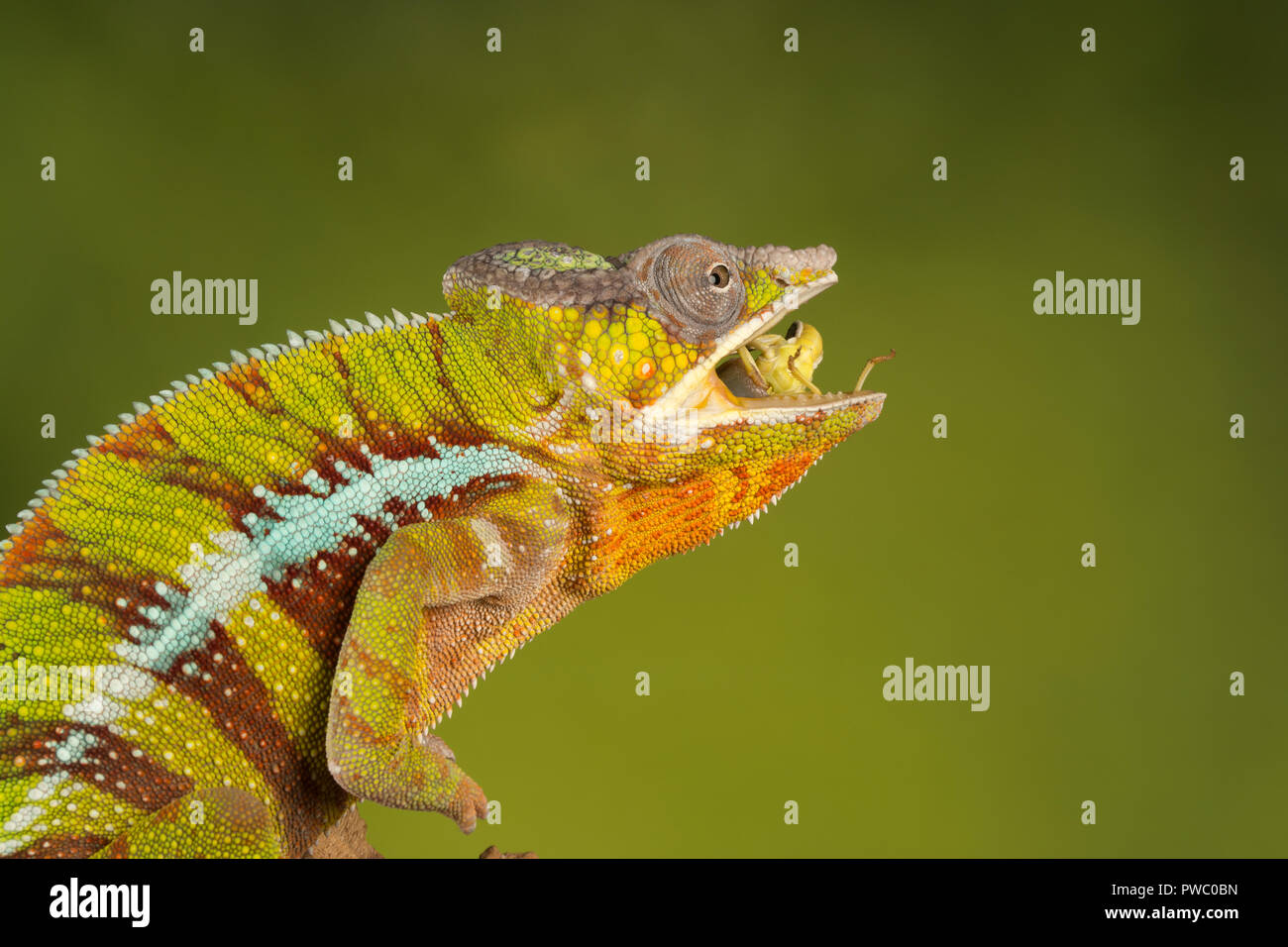 Panther chameleon (Furcifer pardalis), un rettile colorato dal Madagascar, mangiare invertebrato preda (una cavalletta) Foto Stock