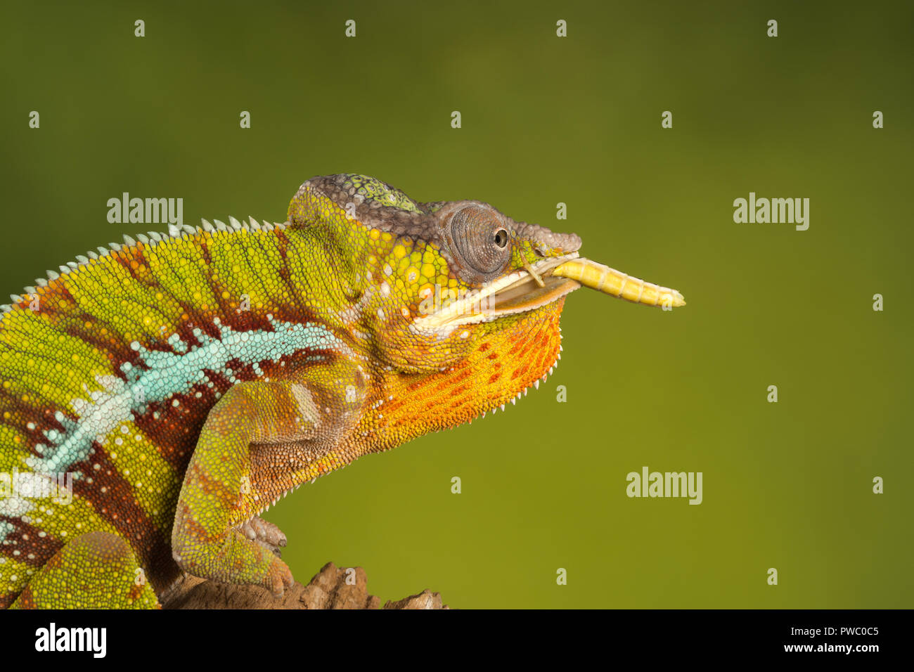 Panther chameleon (Furcifer pardalis), un rettile colorato dal Madagascar, mangiare invertebrato preda (una cavalletta) Foto Stock