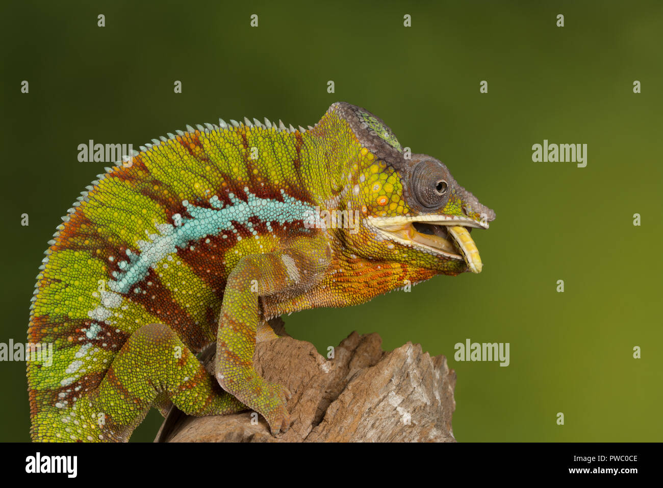 Panther chameleon (Furcifer pardalis), un rettile colorato dal Madagascar, mangiare invertebrato preda (una cavalletta) Foto Stock