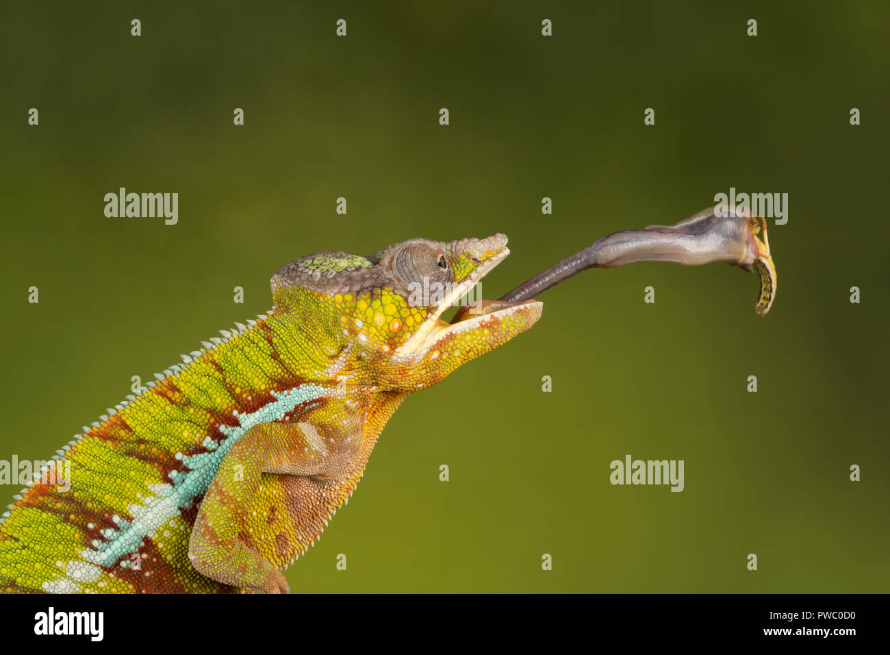 Panther chameleon (Furcifer pardalis), un rettile colorato dal Madagascar, con linguetta estesa la cattura di una cavalletta Foto Stock