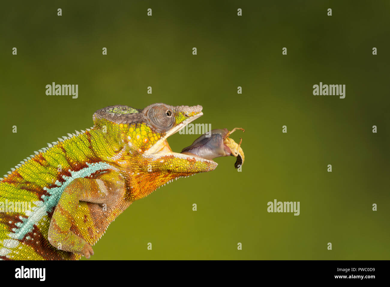 Panther chameleon (Furcifer pardalis), un rettile colorato dal Madagascar, subito dopo la cattura della preda (una cavalletta) con la sua lunga lingua Foto Stock