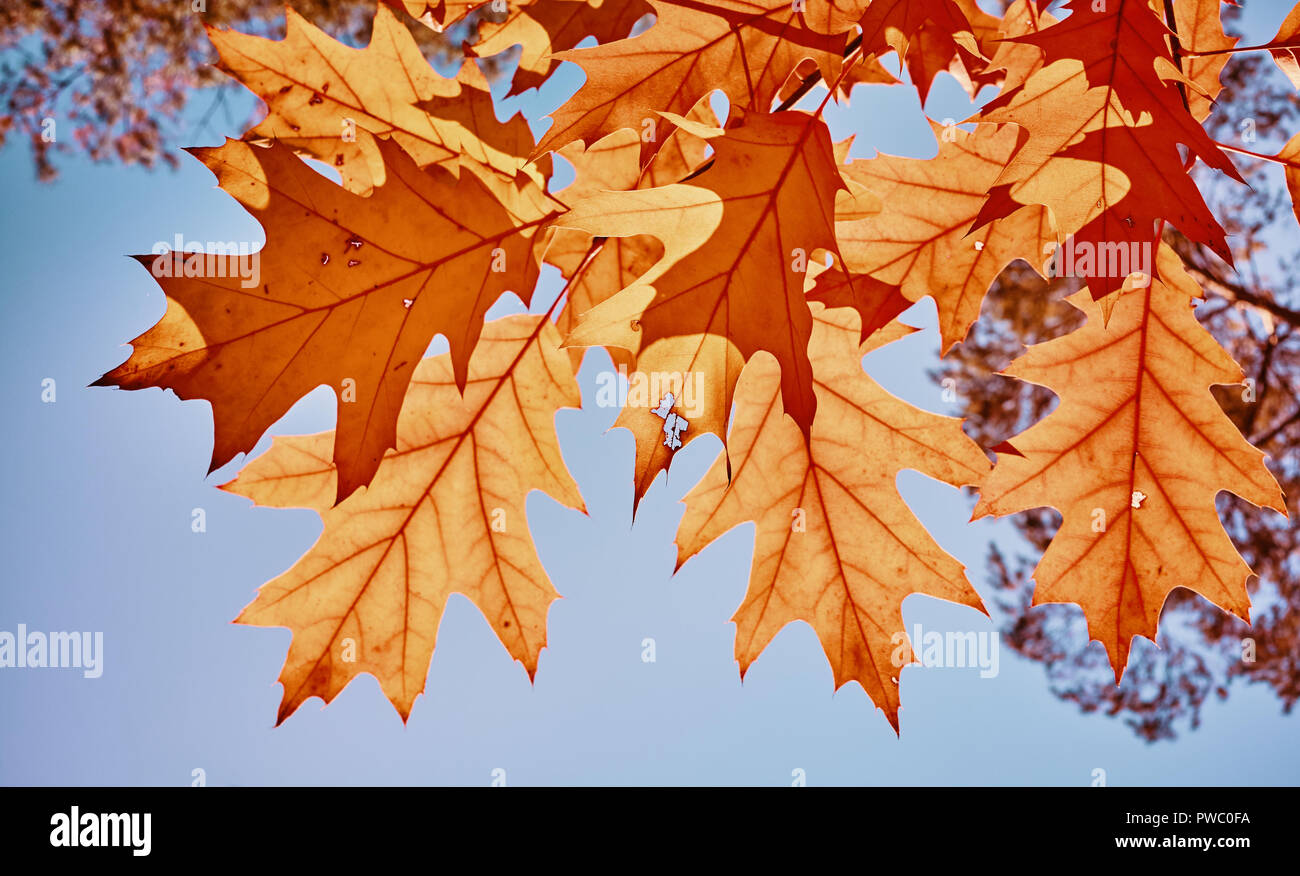 Foglie di autunno contro il sole, tonificazione del colore applicato, il fuoco selettivo. Foto Stock
