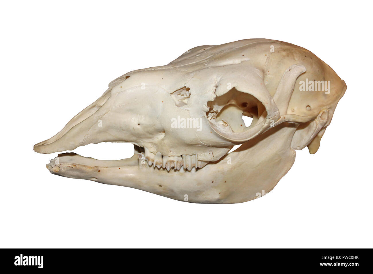 Llama (lama glama) cranio Foto Stock