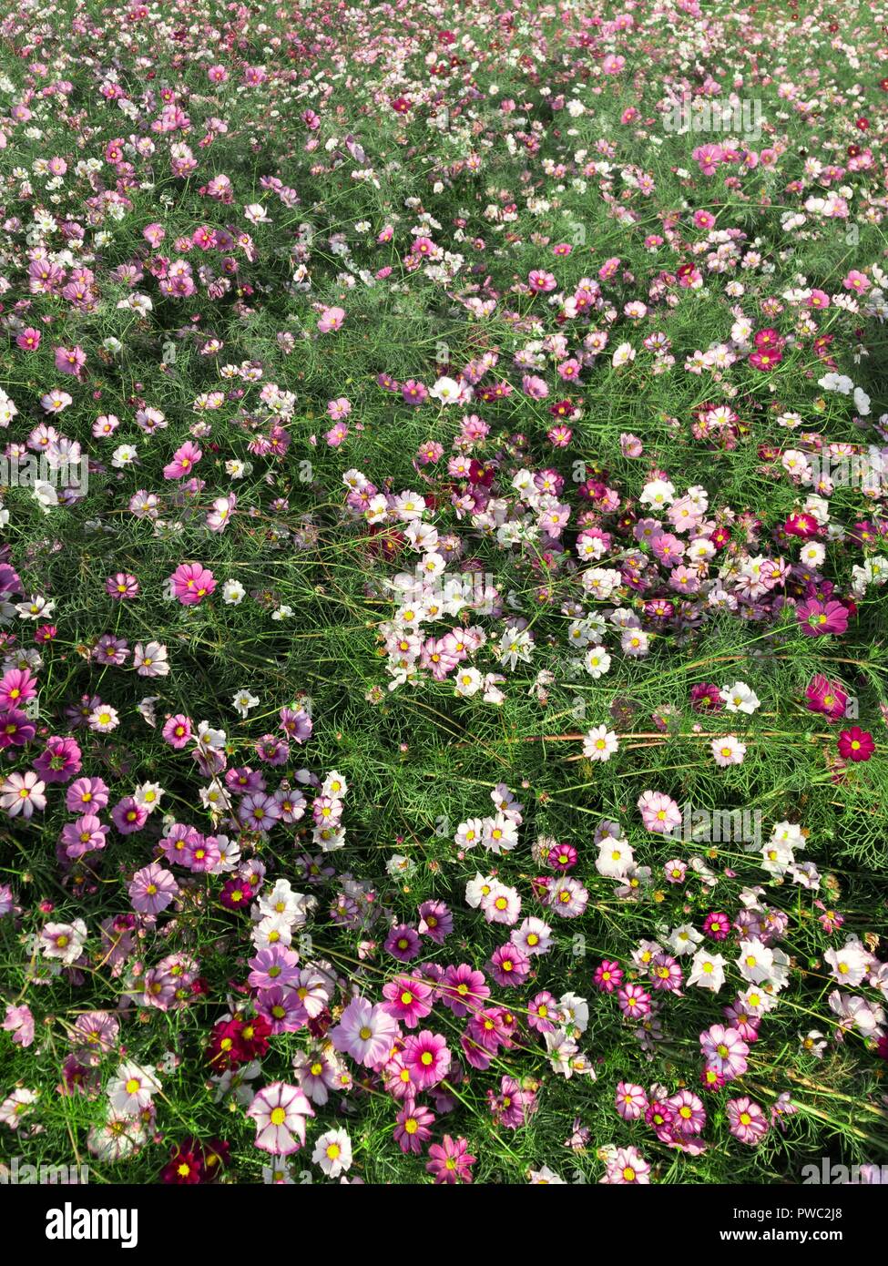 Un gruppo di fiori collassato in Riverside park, Guri, Corea Foto Stock