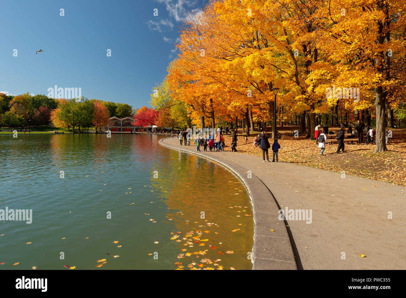 Montreal, Canada - 14 Ottobre 2018: Castoro del lago alla sommità del Mont-Royal, come fogliame burst con colori autunnali. Foto Stock