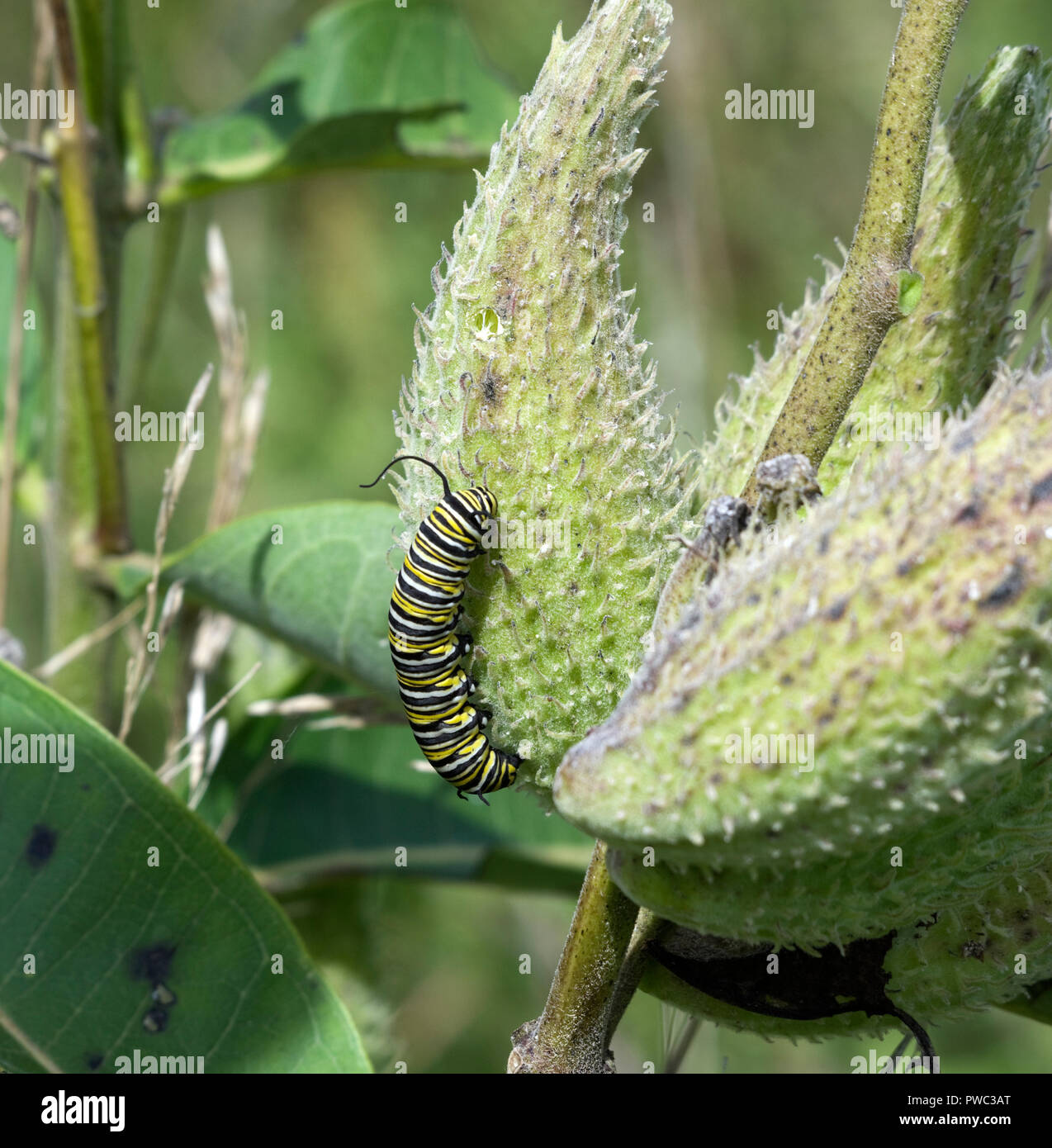 Larva bruco di farfalla monarca, Danaus plexippus su milkweed pod Foto Stock