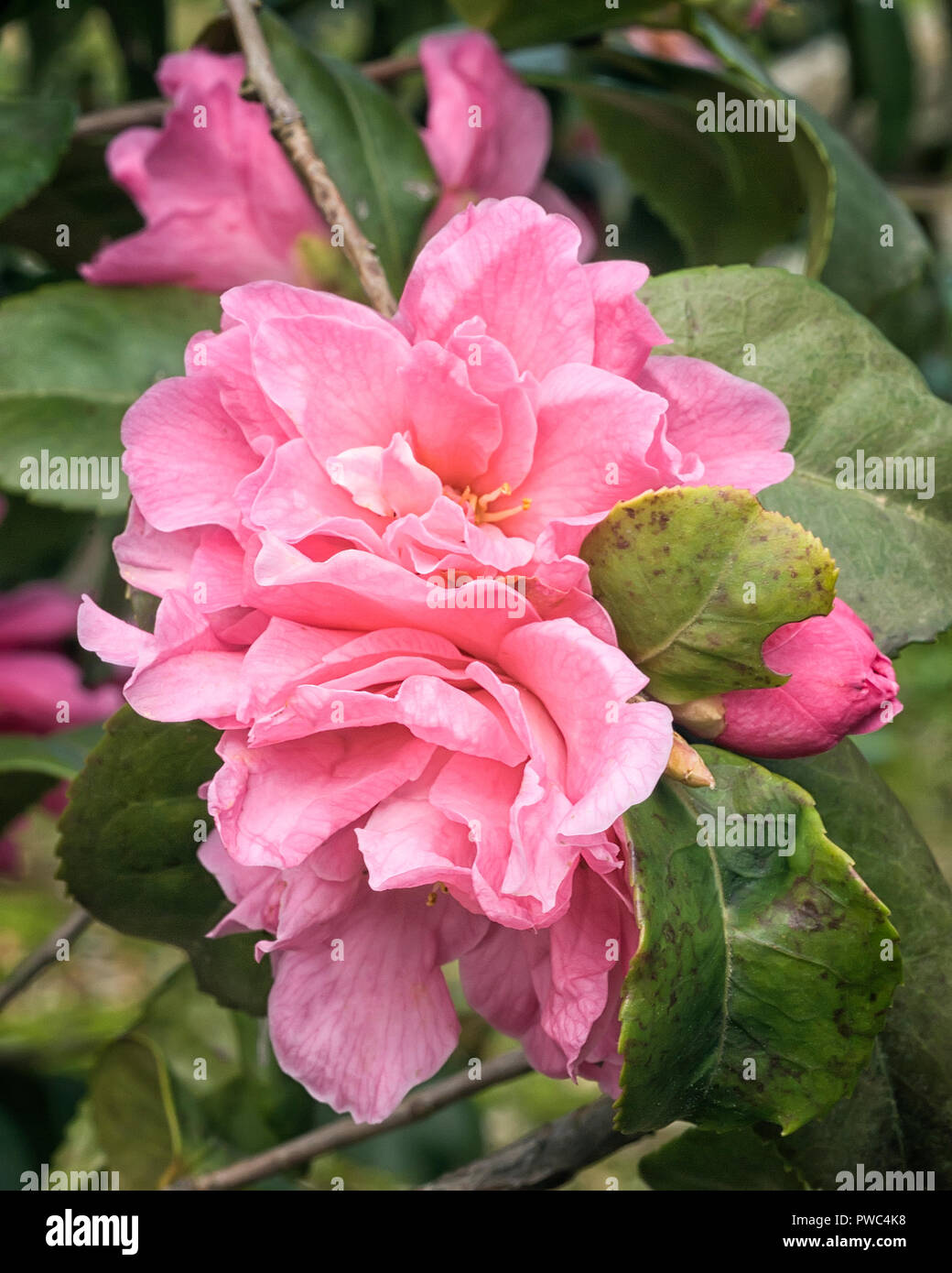 Camellia ×maliflora; wild ibrido di Camellia sasanqua; evergreen shurb; doppio fiore, rosso Foto Stock