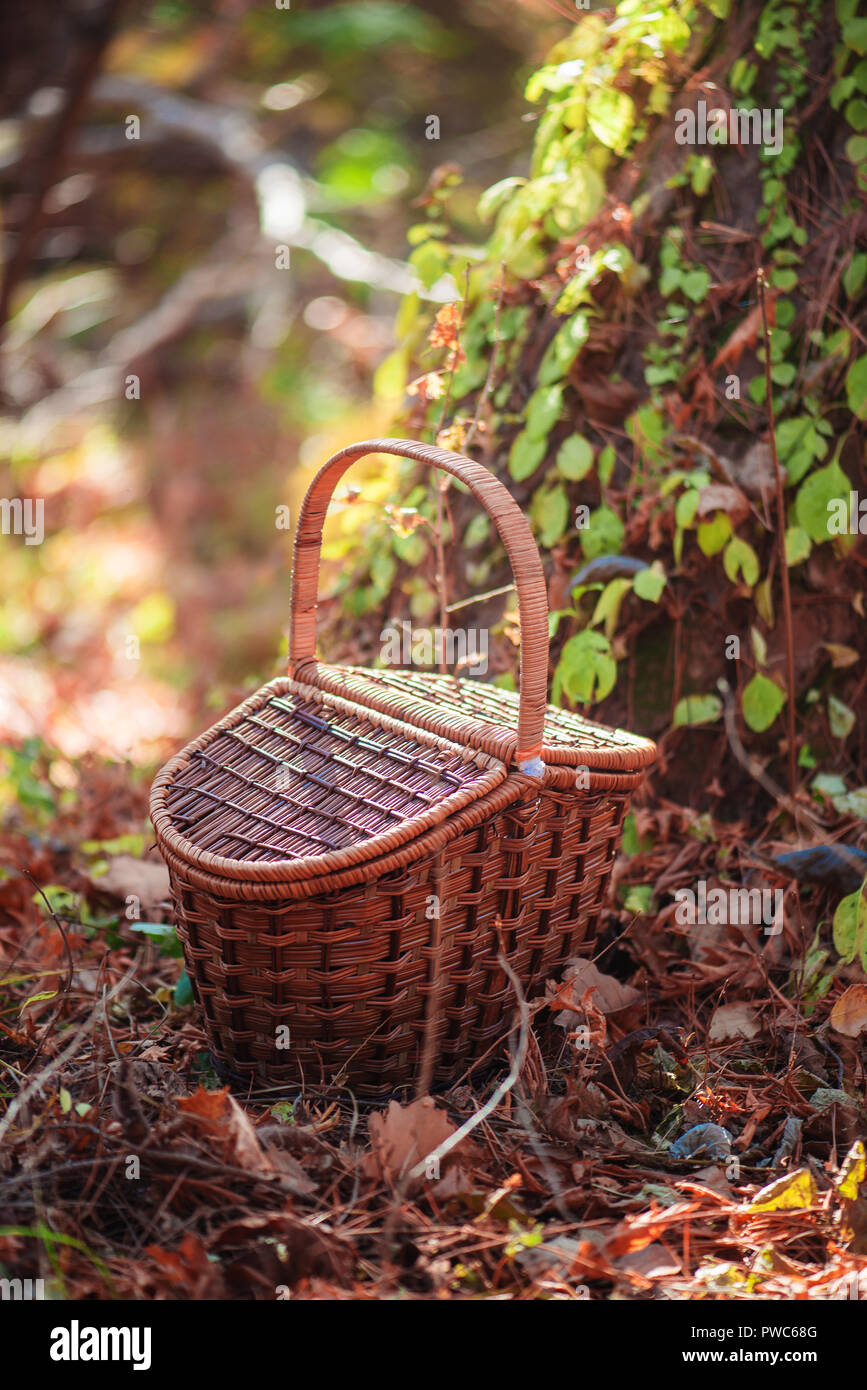 Cestino pic-nic in un bosco in autunno in presenza di luce solare con spazio di copia Foto Stock