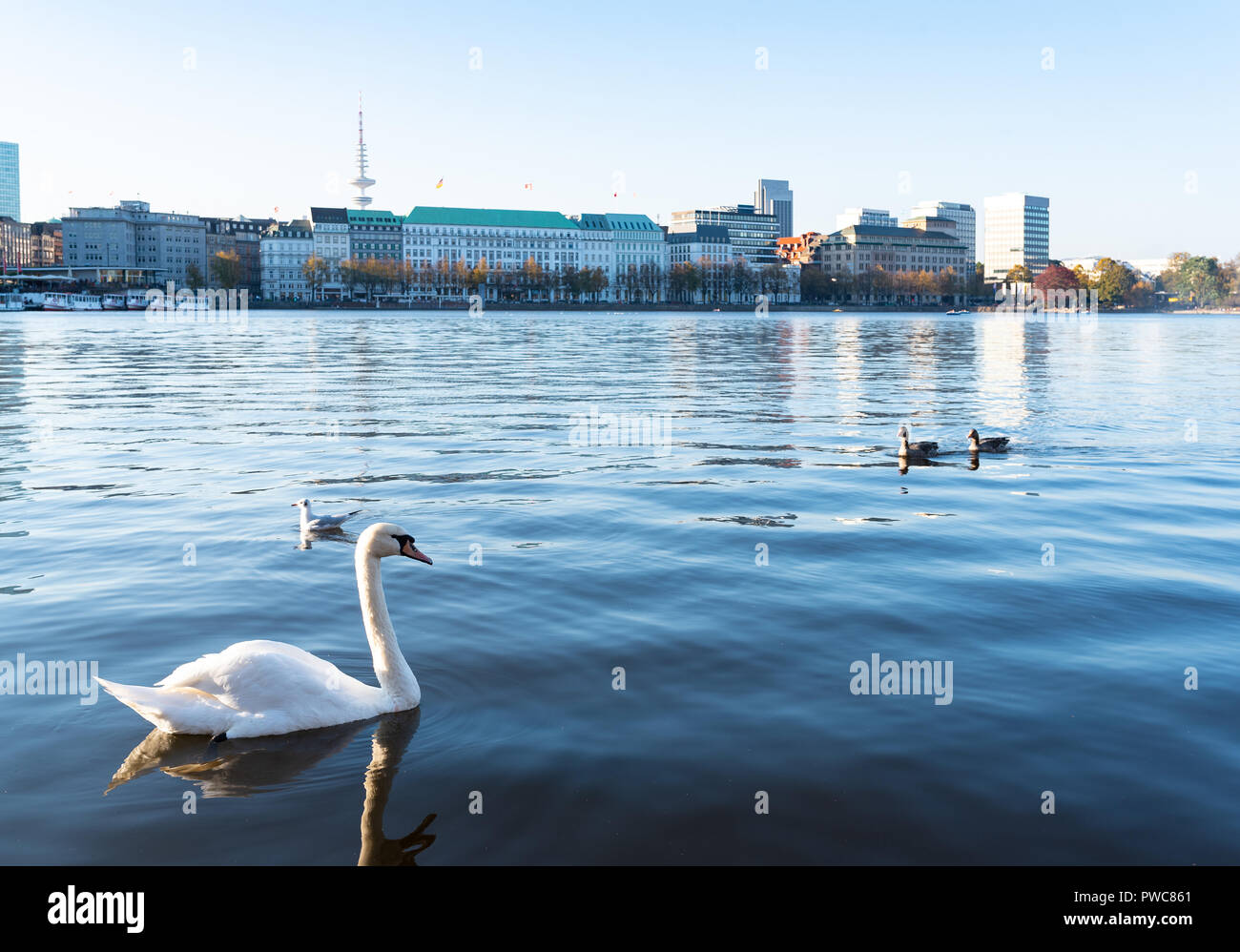 Cigno sul Lago Alster Amburgo, Germania Foto Stock