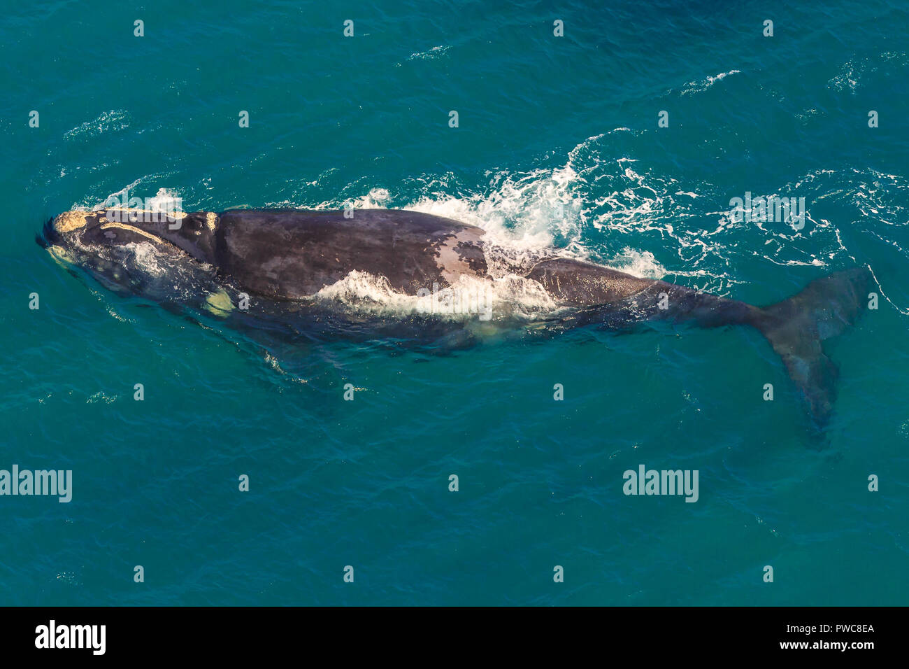 Balena adulto fuori l'acqua in St Lucia, Sud Africa, uno dei top Tour Safari destinazioni. Vista aerea. Whale watching durante la migrazione tra giugno e novembre nella stagione invernale. Foto Stock