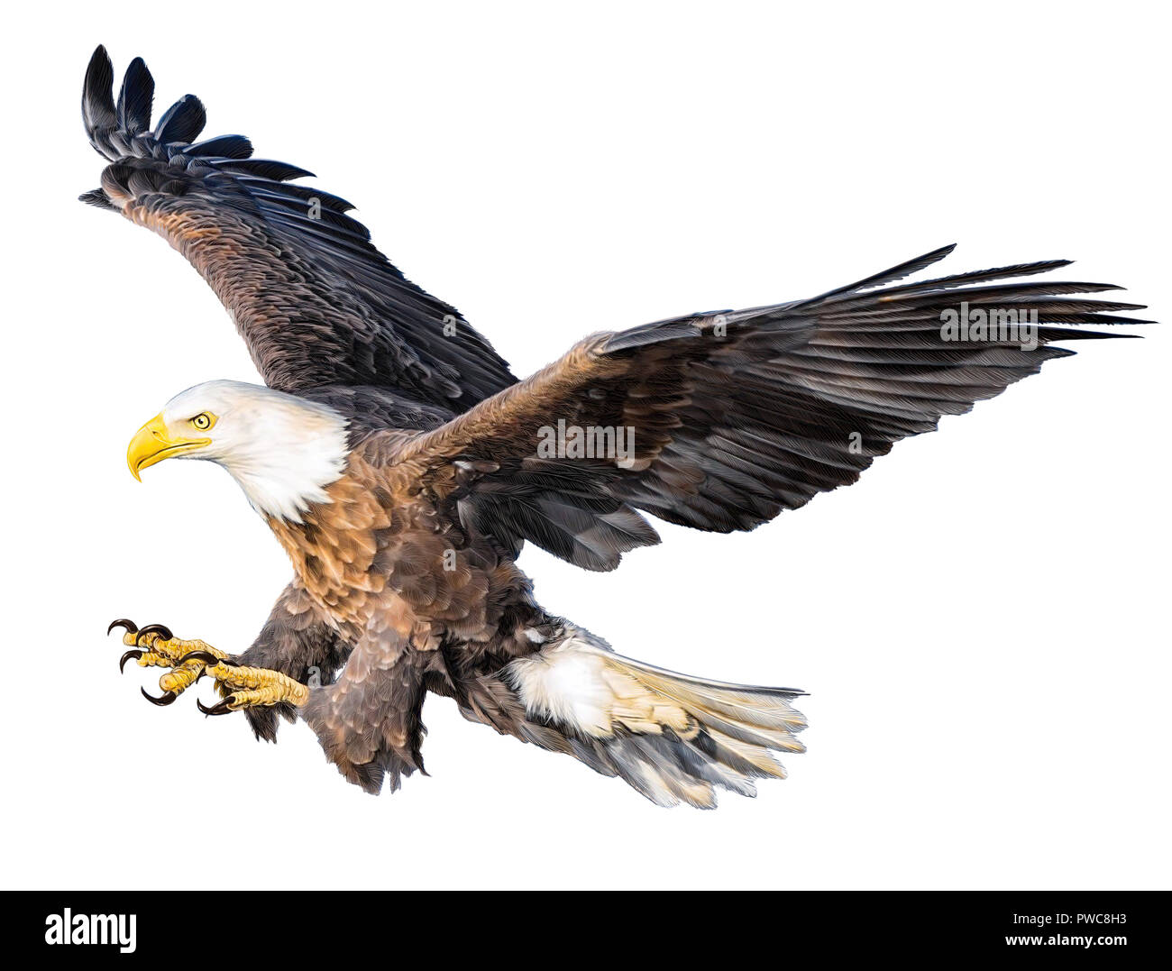 Aquila calva volare atterraggio disegnare a mano su sfondo bianco illustrazione. Foto Stock