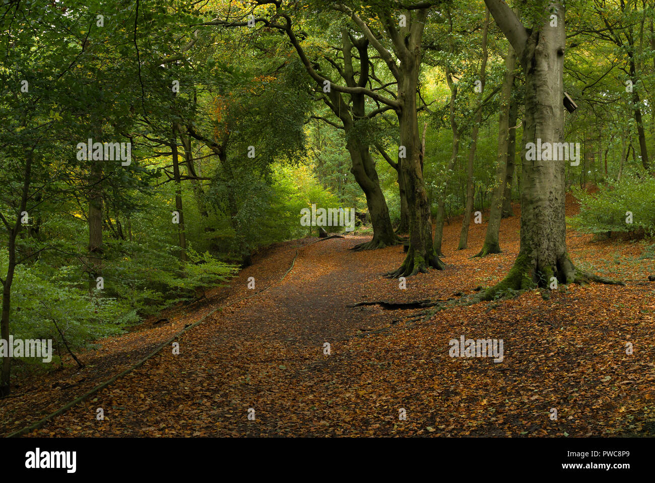 Bellissimi colori autunnali in tutto Judy boschi in Bradford Foto Stock
