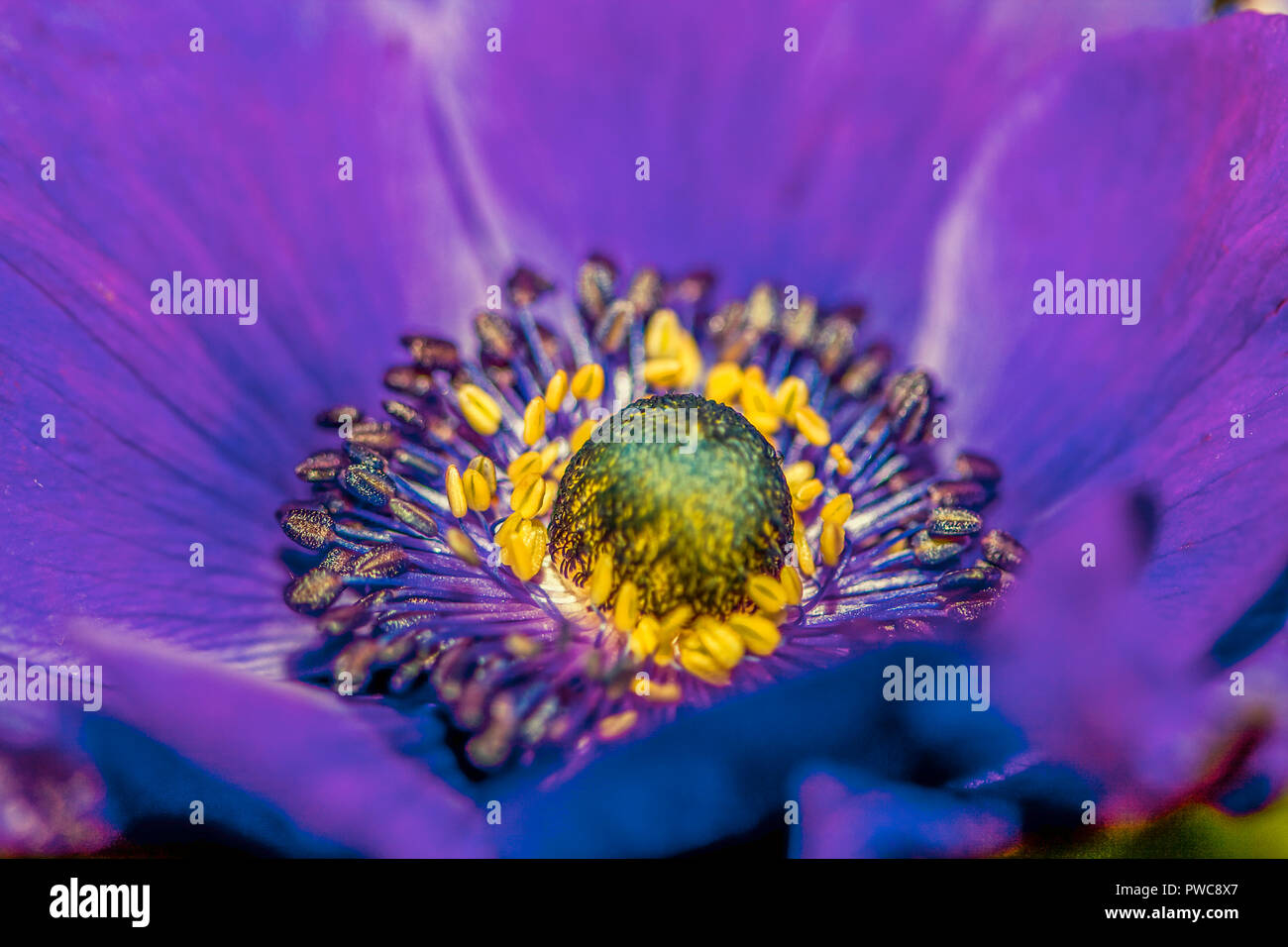 Cuore viola di un anemone Foto Stock